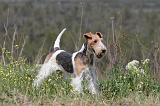 FOX TERRIER 268